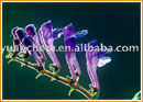 Scutellaria Baicalensis Extract