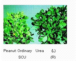 文本框:    Peanut: Ordinary  Urea    (L)          SCU             (R)    